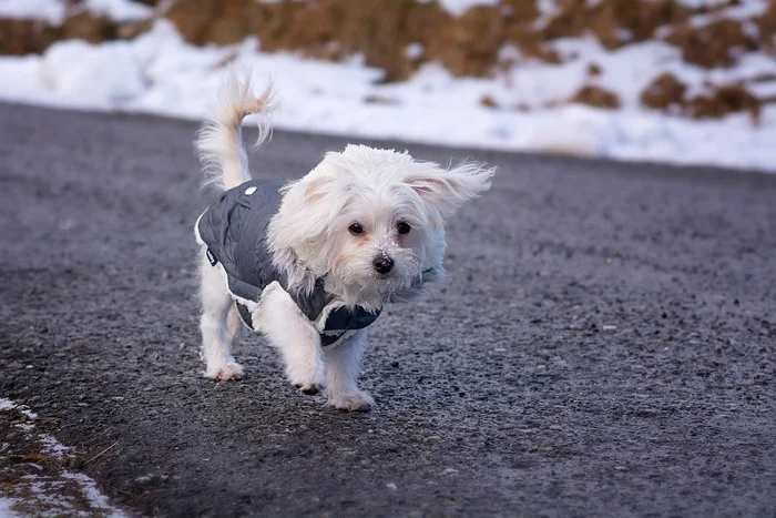 Perro de raza Bichón Maltés El Bichón Maltés aprende trucos con gran facilidad