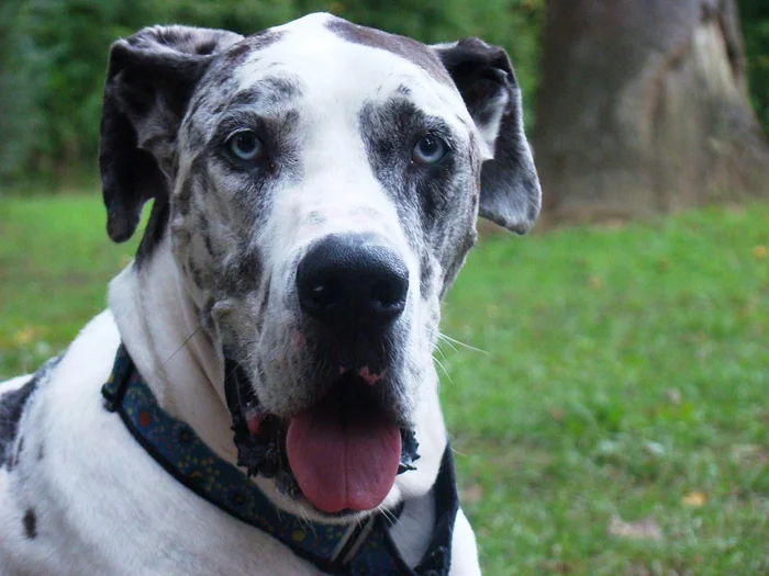 El Dogo Alemán