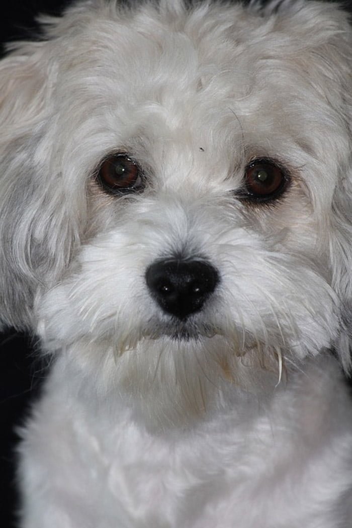 El bichón habanero
