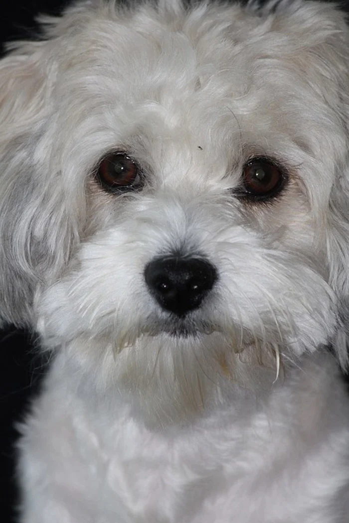 El bichón habanero