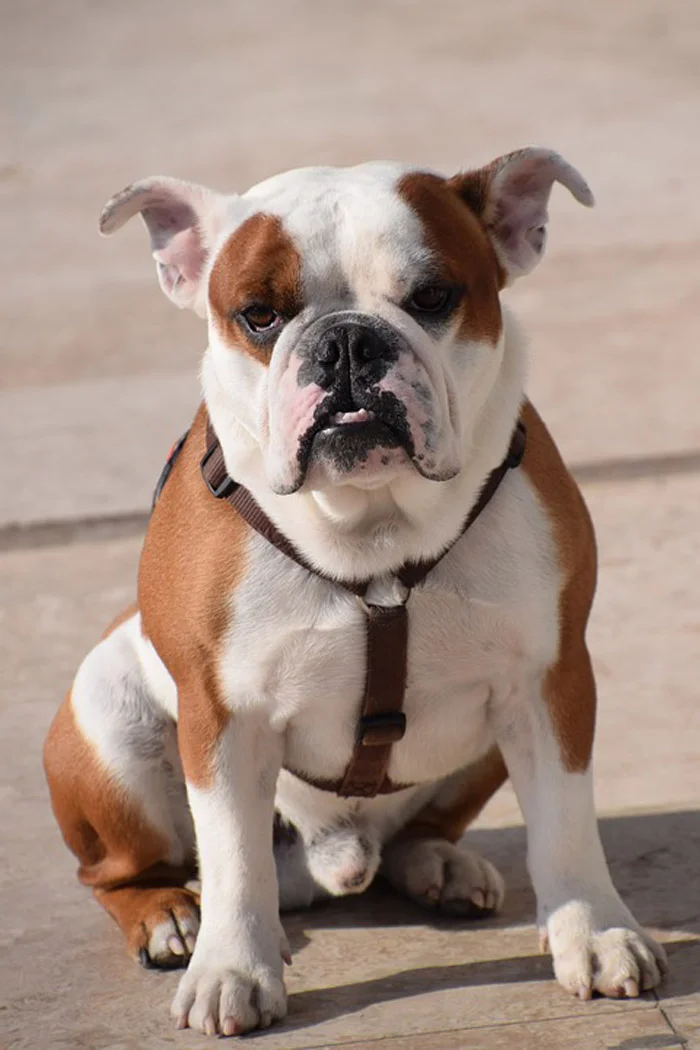 Perro bulldog Perro bulldog