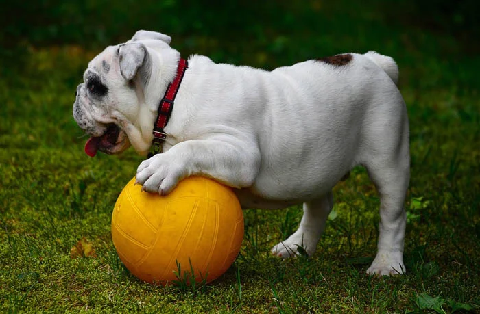 Razas de perros - bulldog inglés Razas de perros - bulldog inglés