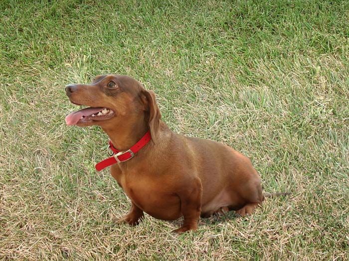 El dachshund es también conocido como perro salchicha
