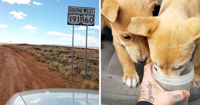 Encontraron cachorros abandonados en el desierto