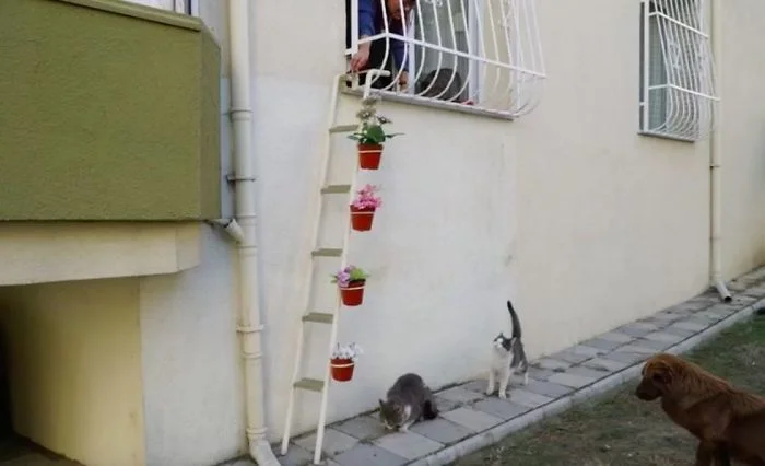 Escalerilla para gatos sin hogar