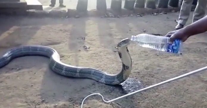 cobra sedienta fue a un pueblo indio en busca de agua