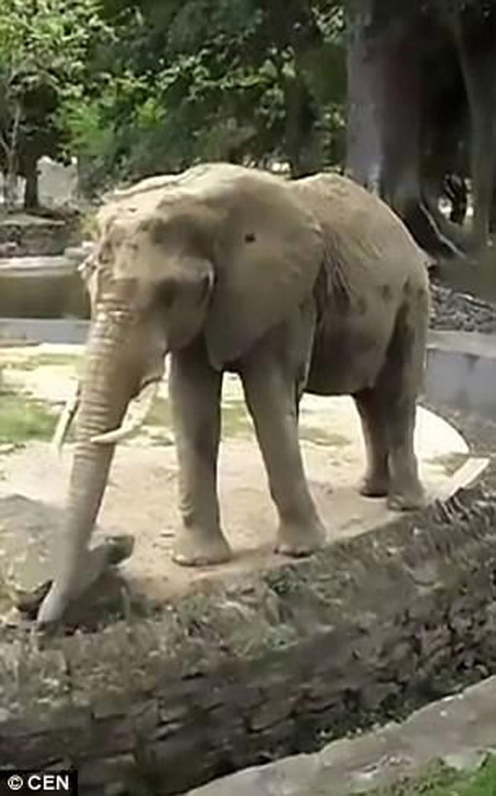 Esta elefante muere de hambre en un zoologico venezolano