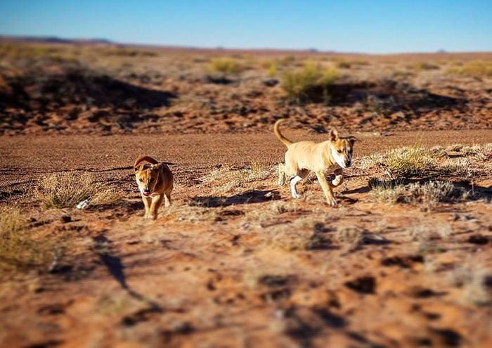 Este par de cachorros fueron encontrados a un lado de la carretera