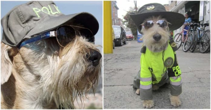 Este perro es el oficial de policía más lindo