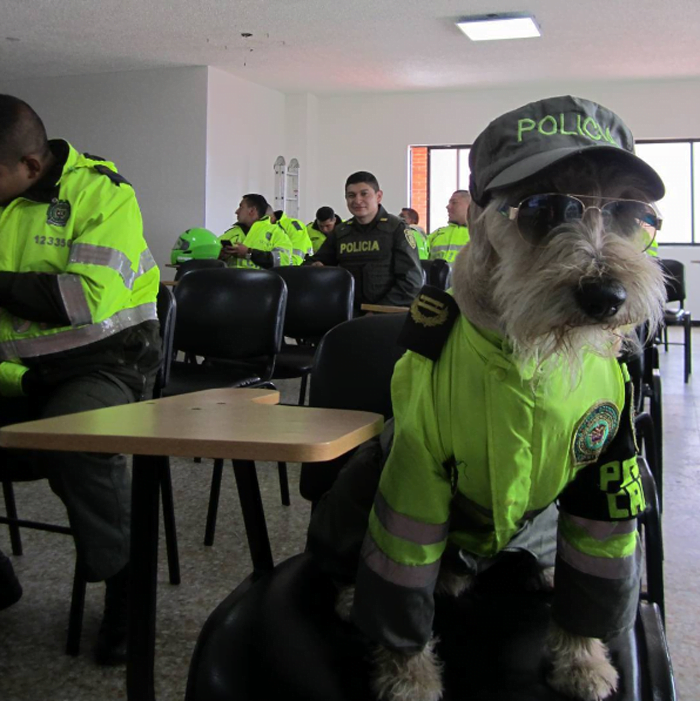 Este perro es un oficial de la policía colombiana