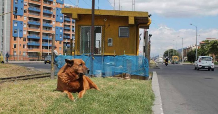 Este perro espera a su familia en las vías del tren desde hace casi 10 años