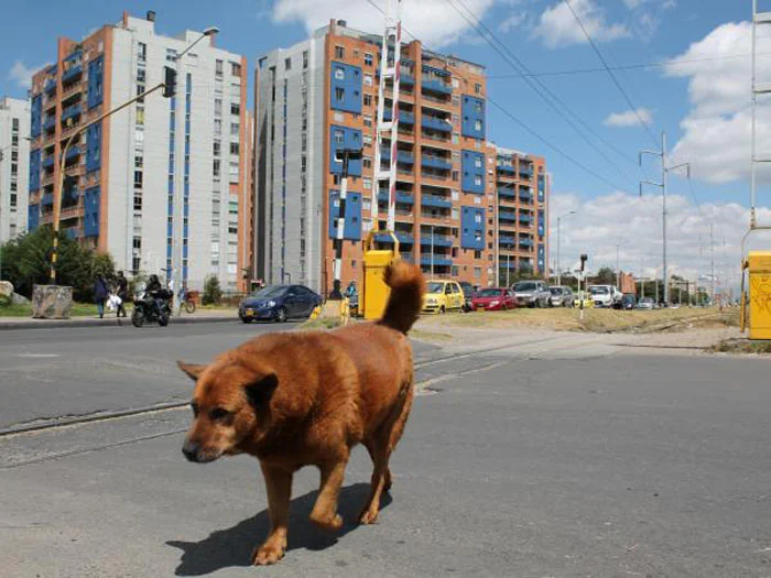Mono Este perro espera a su familia en las vías del tren