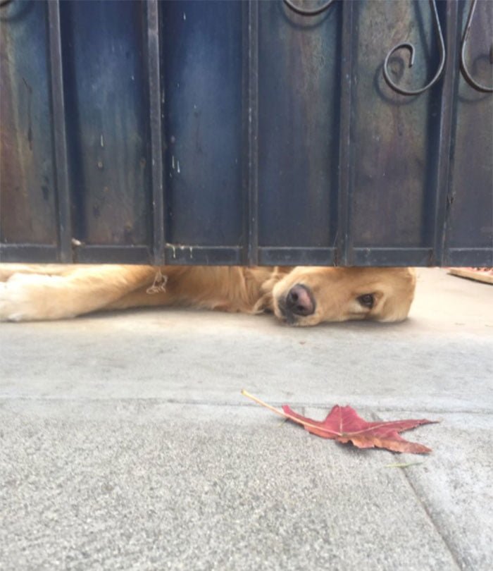 Ralph Este perro espera a una chica después de la escuela