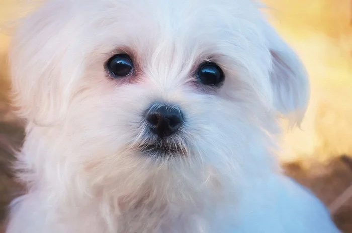 Bichón Maltés Este perro generalmente cuenta con un buen estado de salud