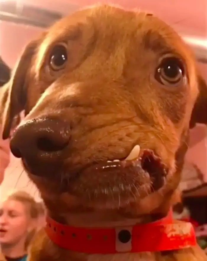 Picasso Este perro iba a ser sacrificado por que nadie lo quería