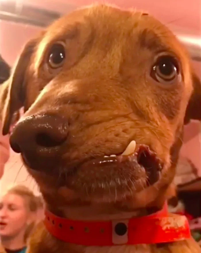 Este perro iba a ser sacrificado por que nadie lo quería