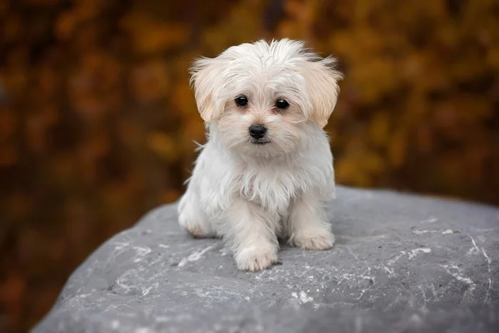 Bichón Maltés Este perro no requiere de mucha actividad física