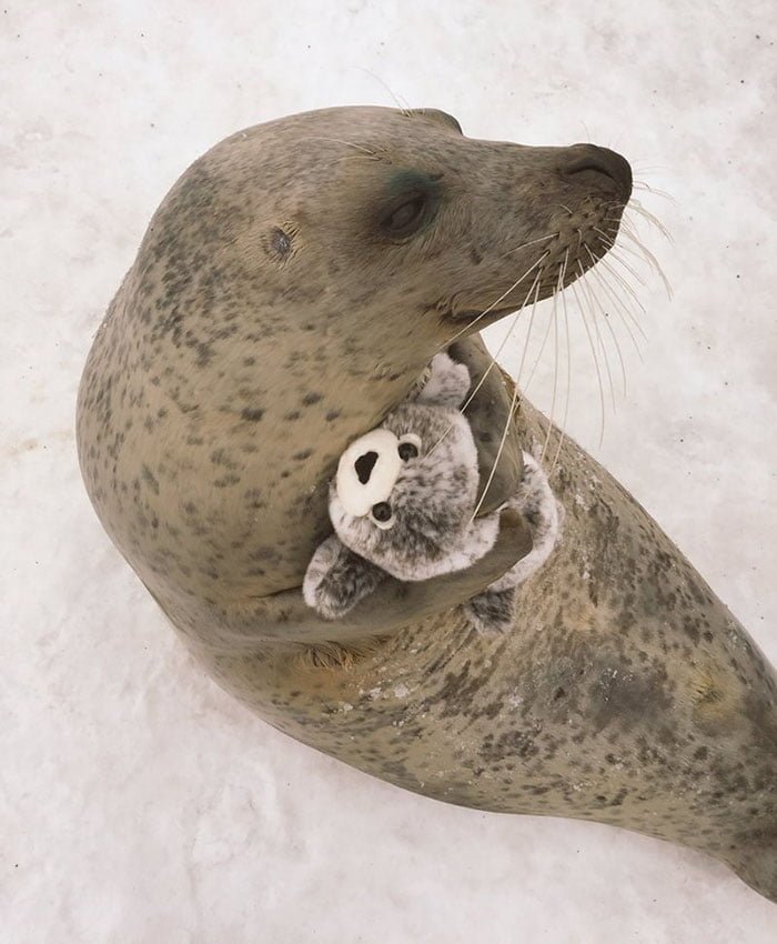 Foca abraza a un juguete que se parece a ella