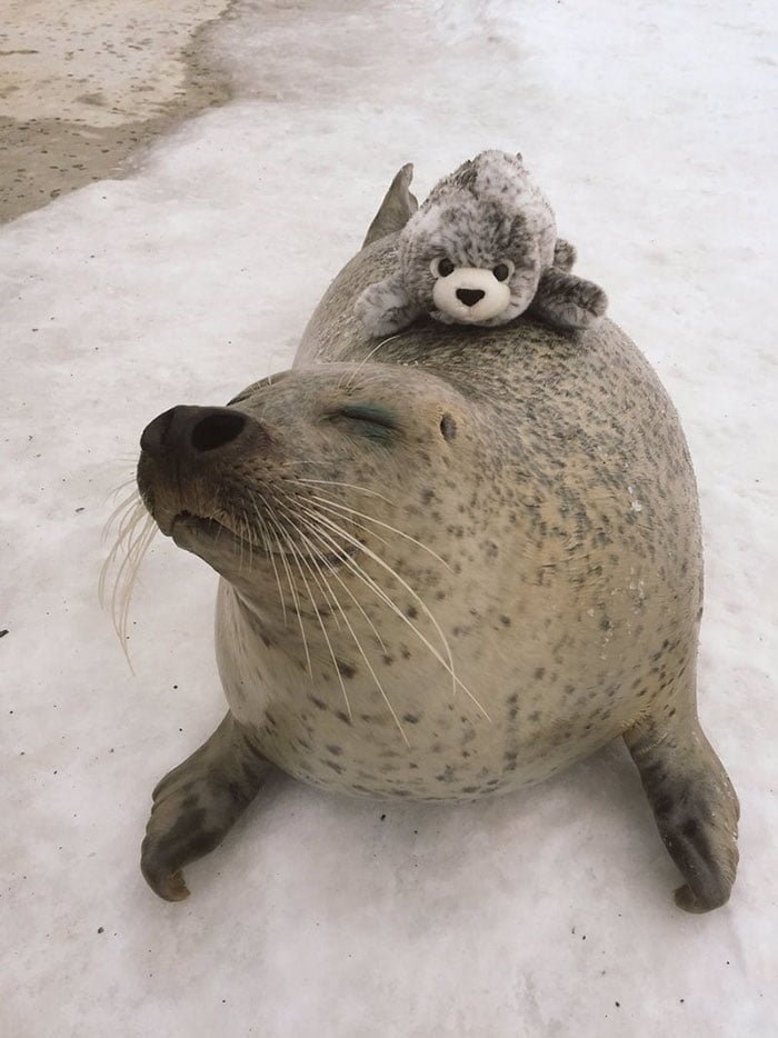 Foca abrazando a un peluche