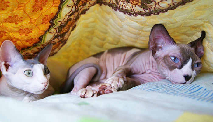 Gatos Sphynx Gatos Sphynx