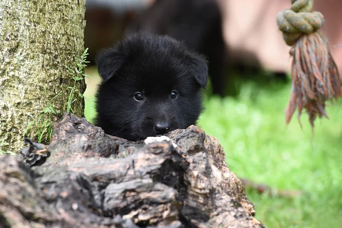 Groenendael cachorro
