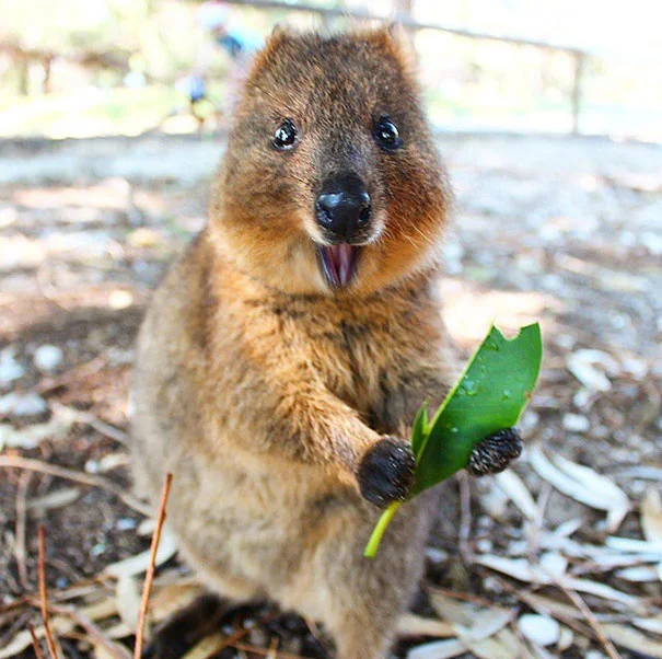 Happy quokka Happy quokka