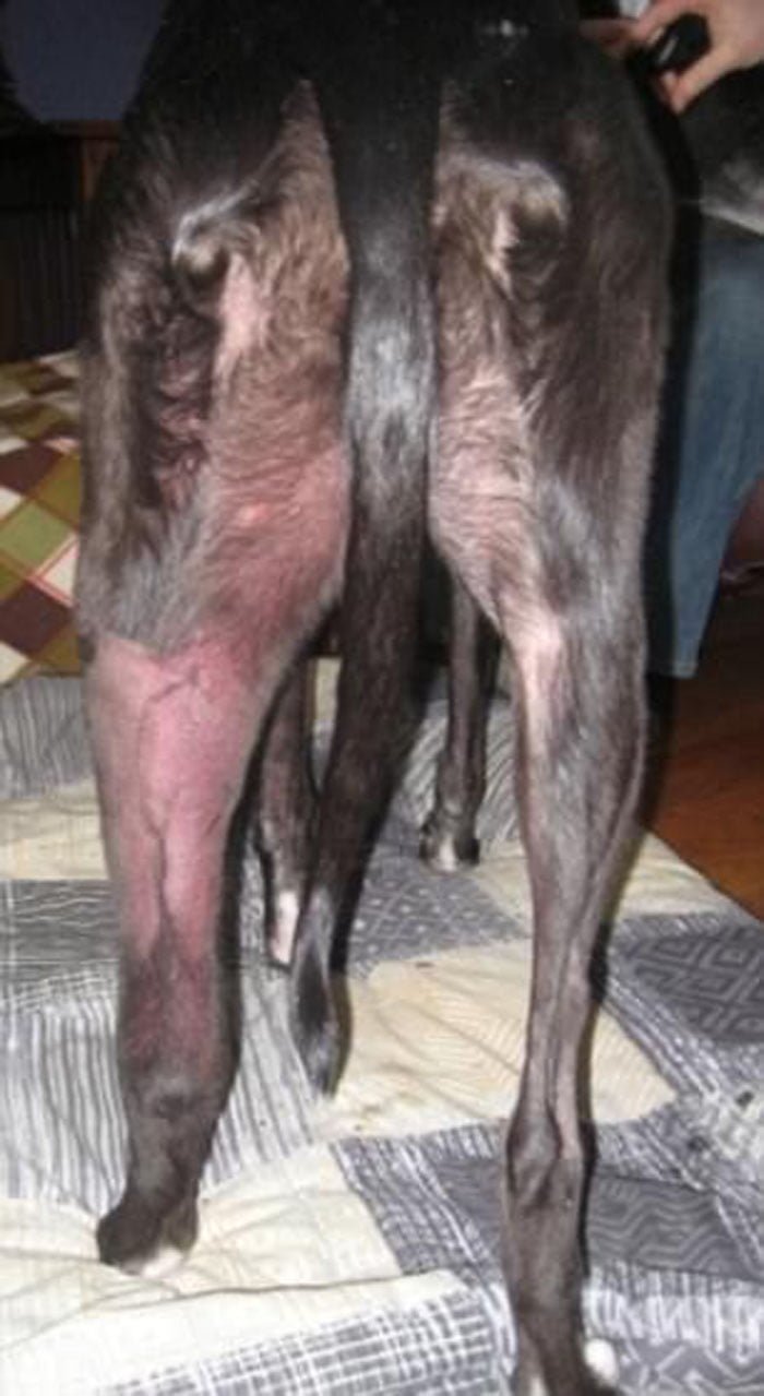Hinchazón en las patas