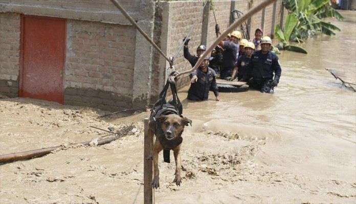 Impresionante rescate de un perro en Perú