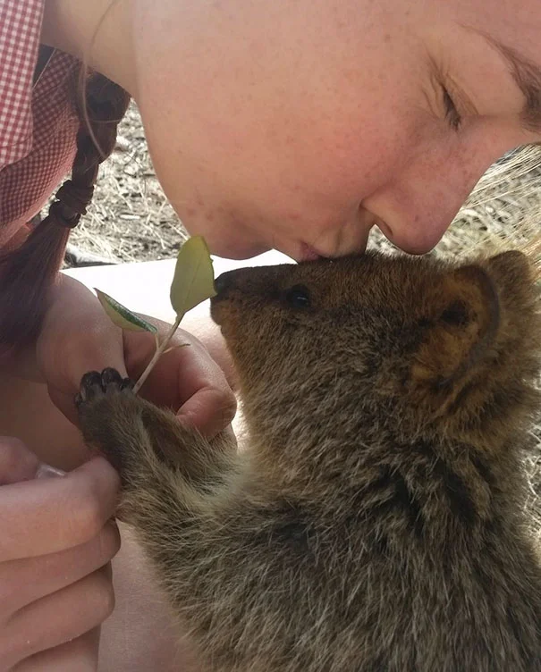 Kiss quokka Kiss quokka