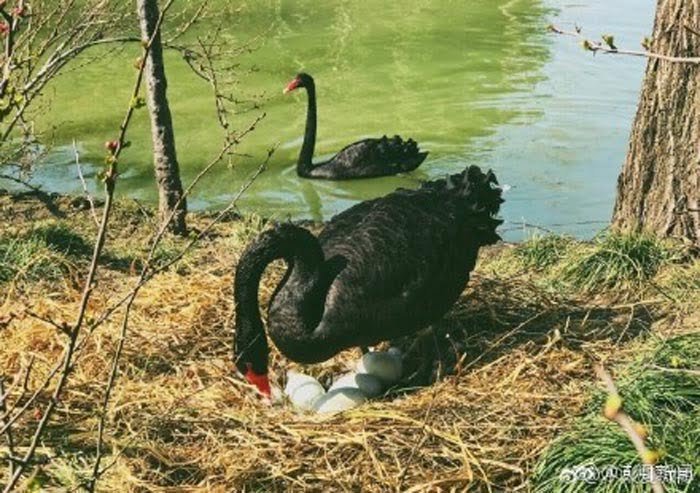 Los cisnes negros son una especie en peligro de extinción