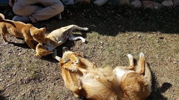 Los dos cachorros encontraron un mismo hogar