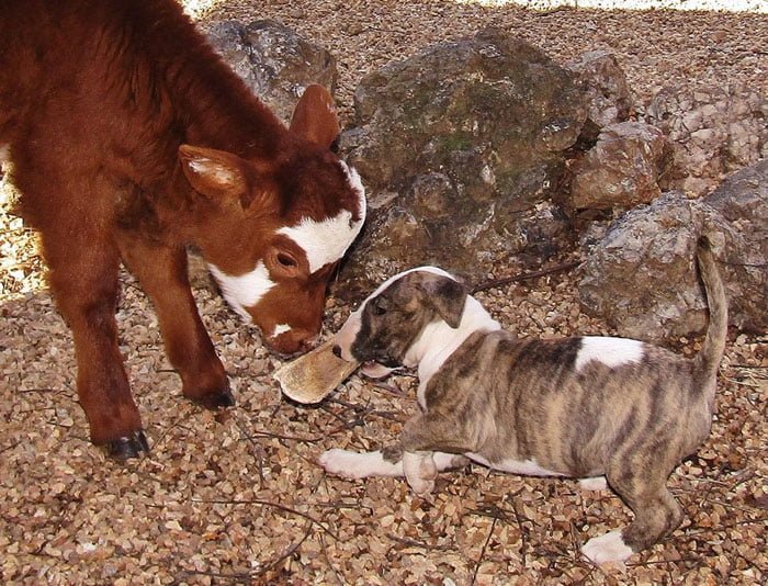 Los perros cuidan de ella Los perros cuidan de ella