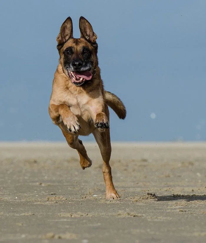 Malinois