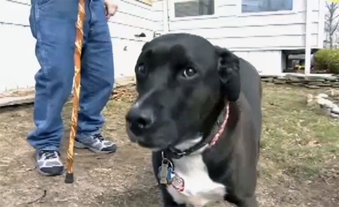 Marley salvó a su padre adoptivo