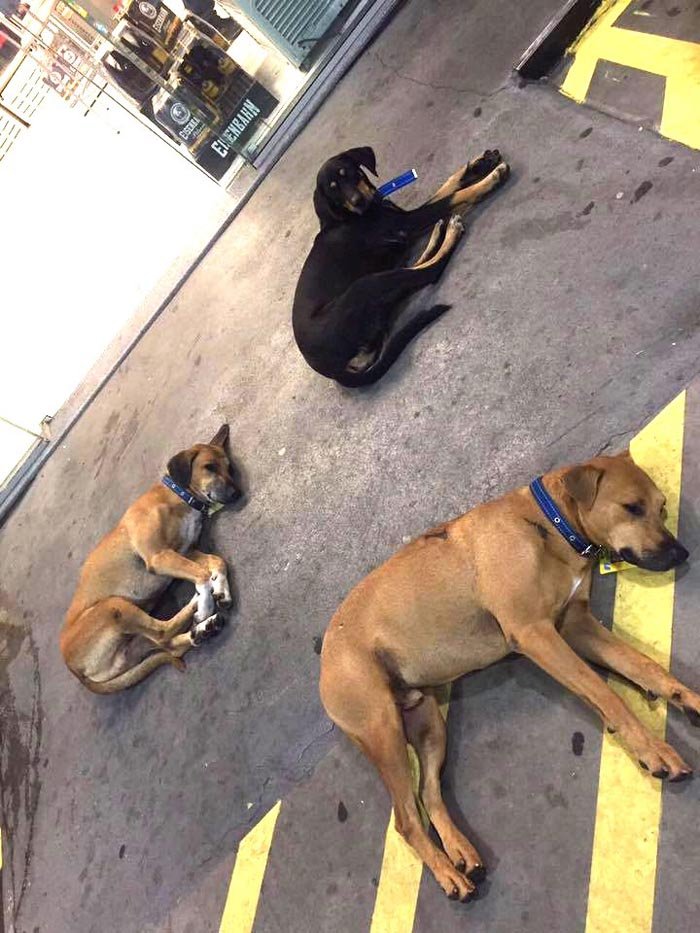 Marmaduke, Mano y Trakinas Marmaduke, Mano y Trakinas