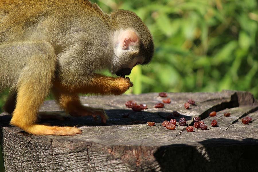 Monkey Monkey
