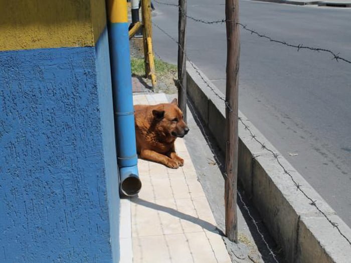 Mono ha vivido en la calle desde hace aproximadamente 10 años