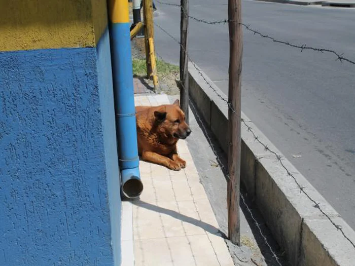 Mono Mono ha vivido en la calle desde hace aproximadamente 10 años