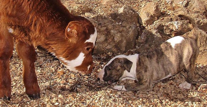 Moonpie es una vaca muy amigable Moonpie es una vaca muy amigable