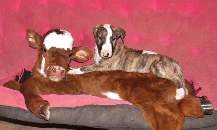 Moonpie se la lleva muy bien con los perros Moonpie se la lleva muy bien con los perros