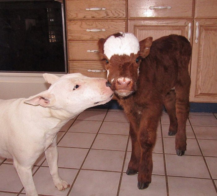 Moonpie y Spackle Moonpie y Spackle