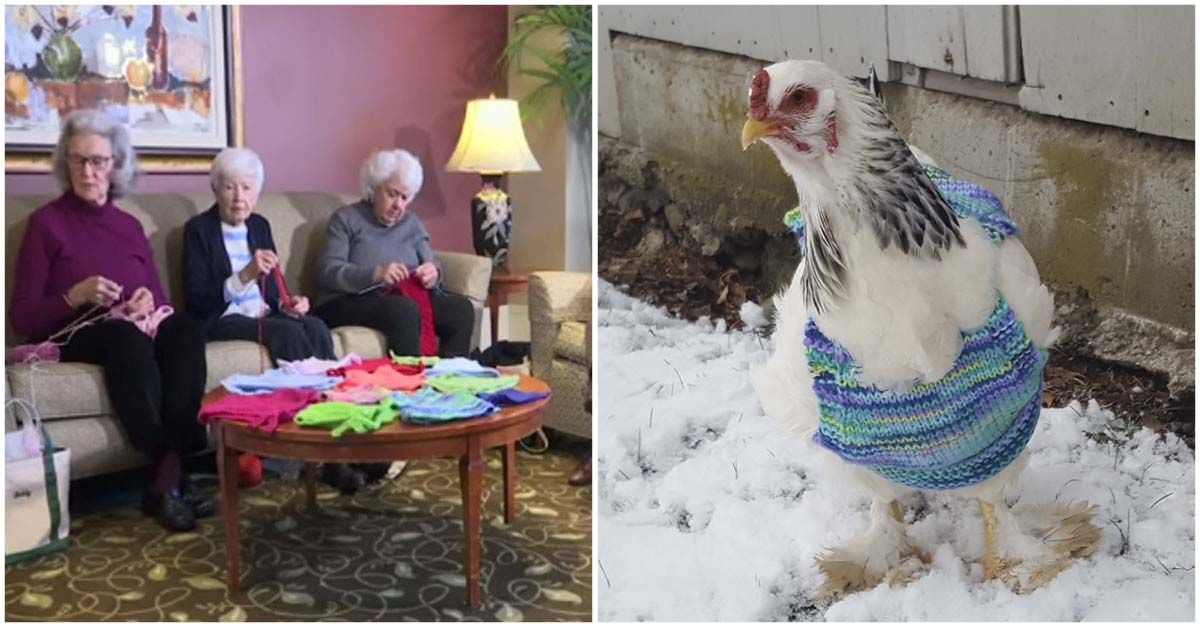 Mujeres bondadosas tejen suéteres para pollos