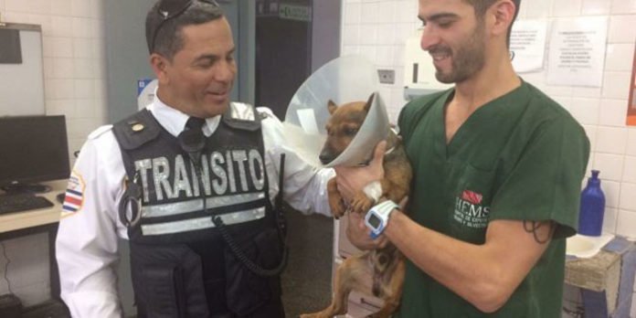 Oficial de tránsito rescató a un perro