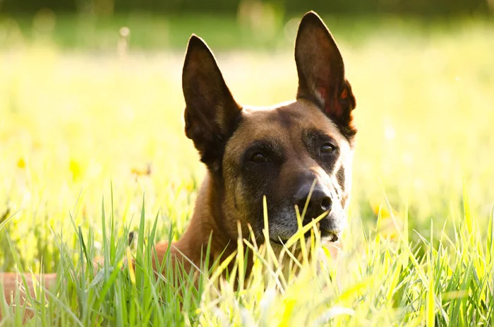 Pastor Belga Malinois