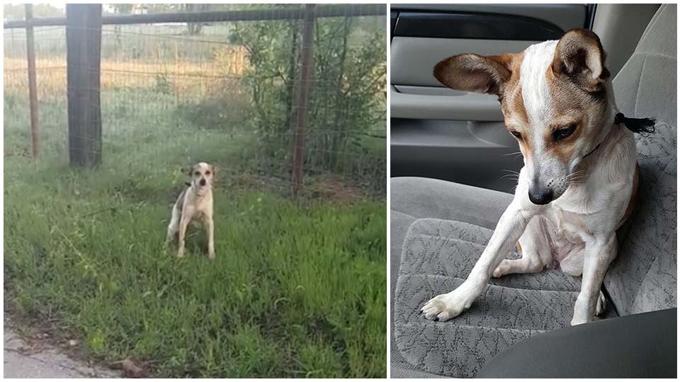 Perra estaba llorando al lado de la carretera