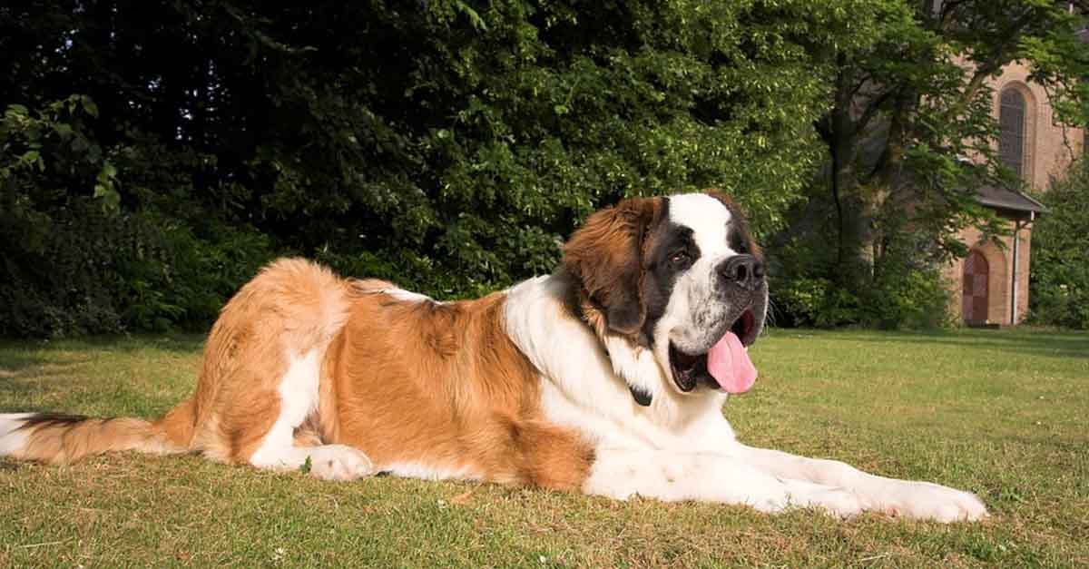 Perro boyero