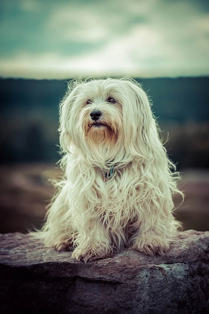 Perro bichón habanero