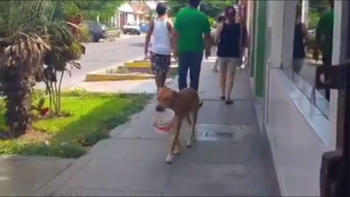 Perro con balde de agua