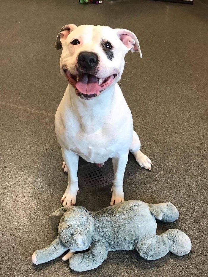 Perro feliz se va con su peluche