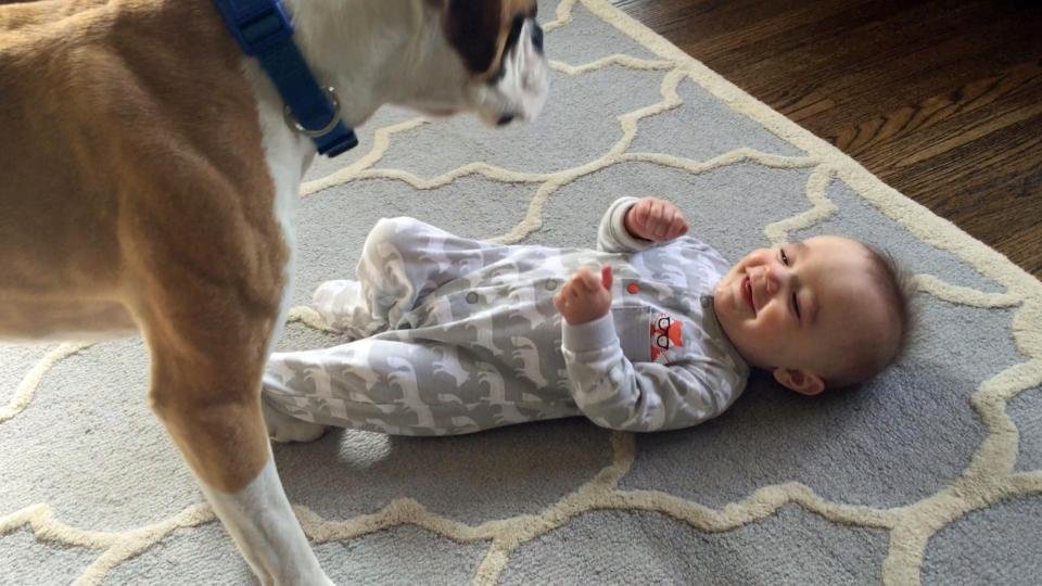 Perro le hace cosquillas al bebé Perro le hace cosquillas al bebé